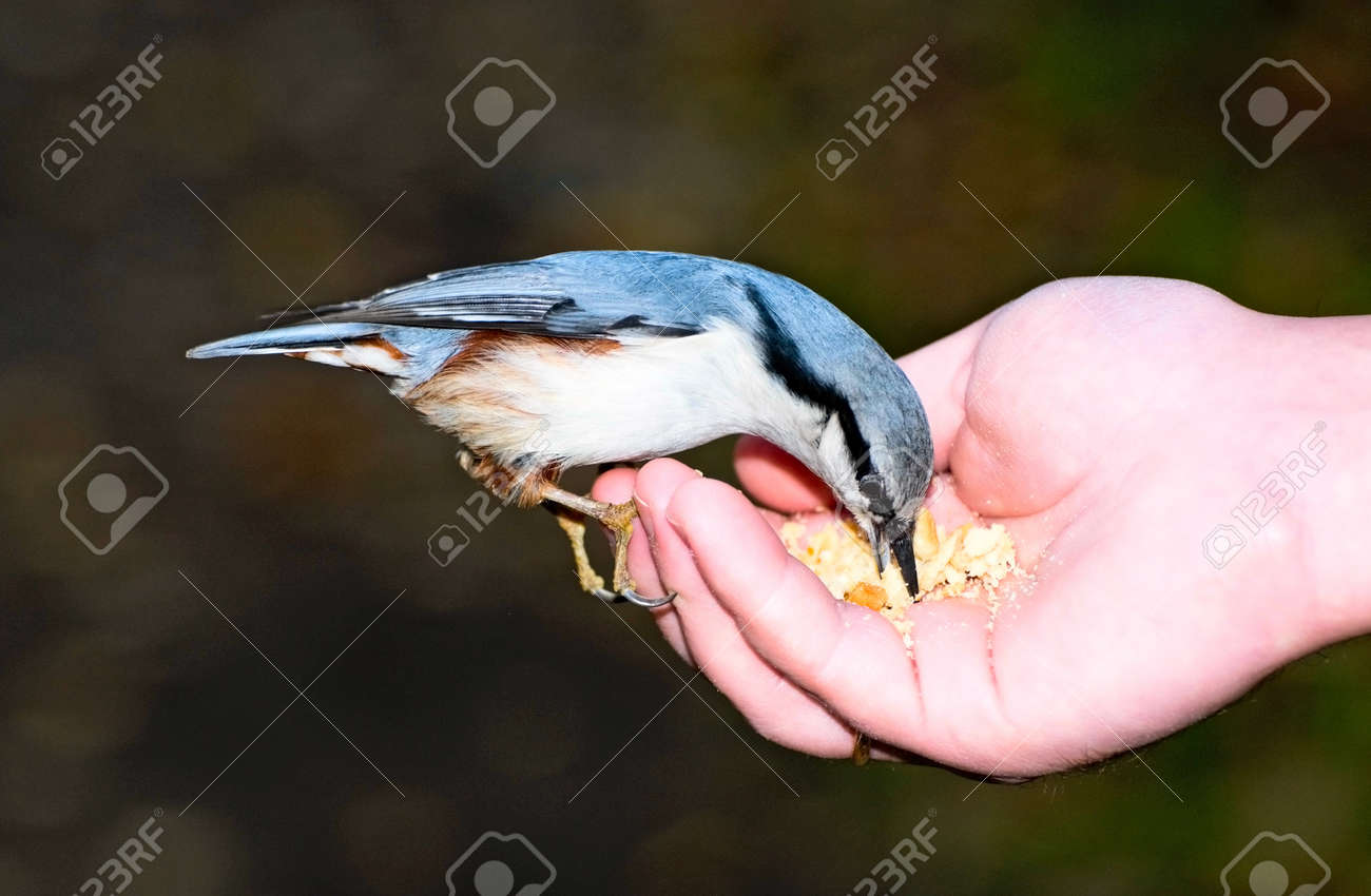 etiam-dictum-ipsum-a-felis