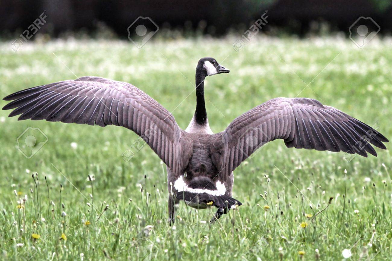 goose standing on the