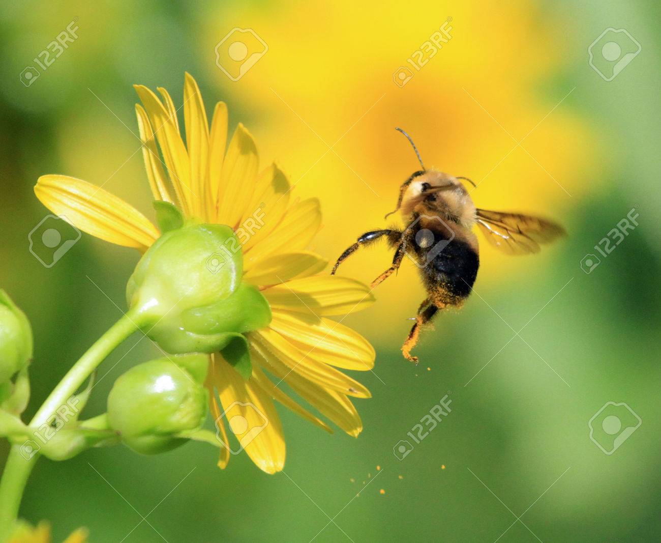 蜂の足から花粉を落とす の写真素材 画像素材 Image 蜂の足から花粉を落とす の写真素材 画像素材 Image