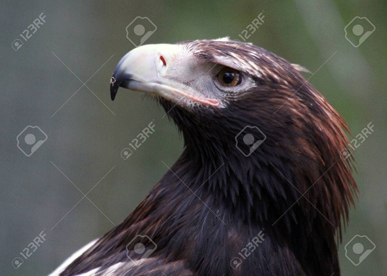 The Wedge Tailed Eagle Sometimes Known As The Eaglehawk In Its