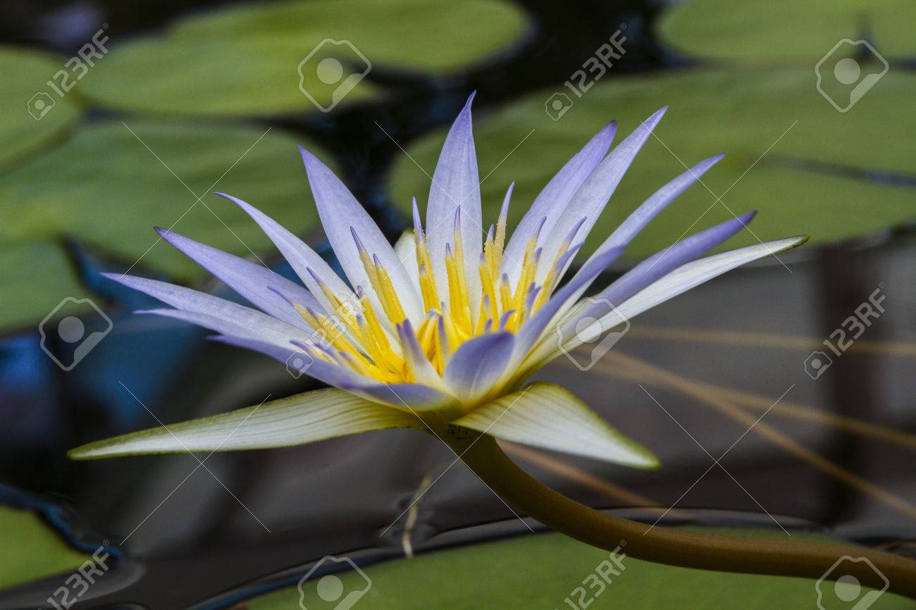 Nymphaea Caerulea, Known Primarily As Blue Lotus Or Blue Egyptian Lotus,  But Also Blue Water Lily Or Blue Egyptian Water Lily Stock Photo, Picture  and Royalty Free Image. Image 48284519., image size:1300x866