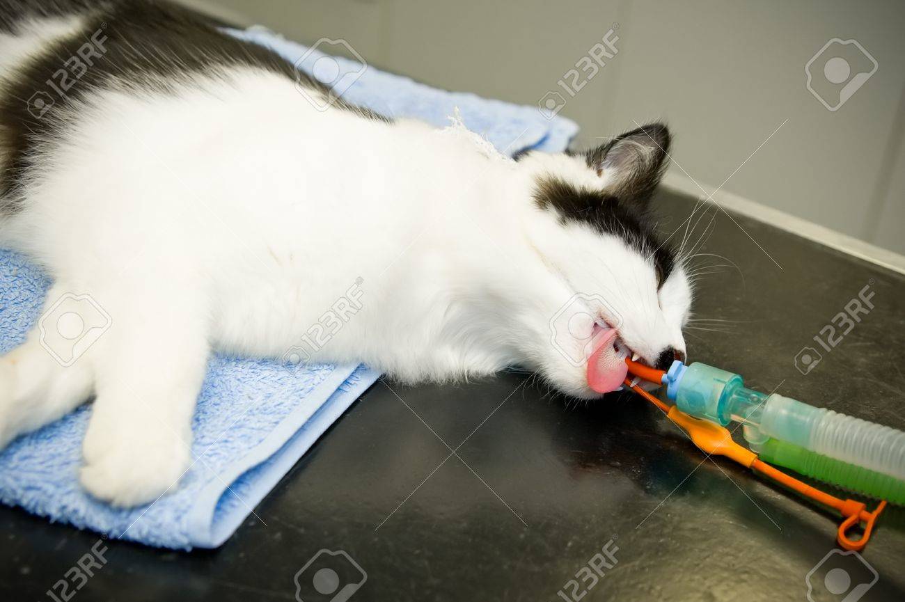 麻酔は獣医でのペットの猫 の写真素材・画像素材. Image 10627132.