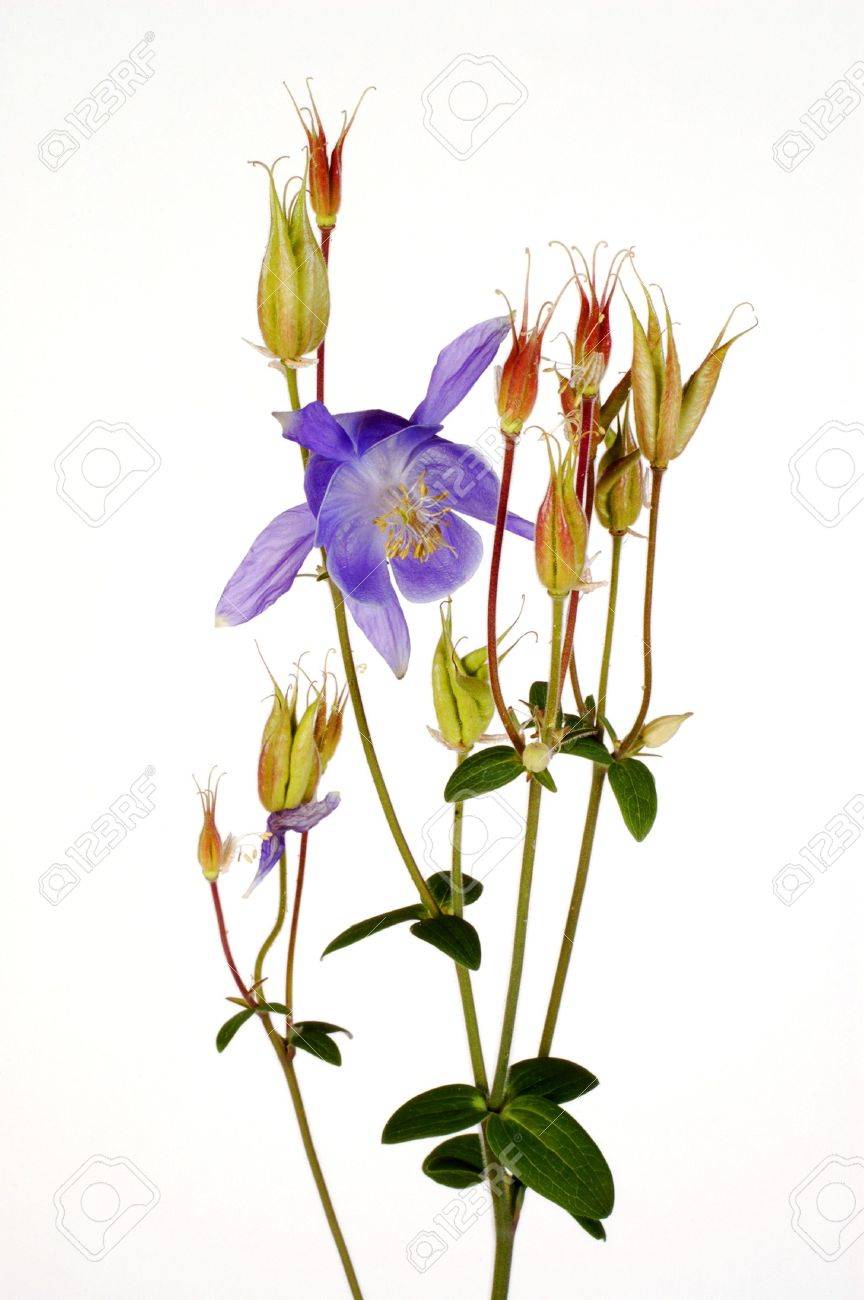 Alpine Blue Columbine (Aquilegia) on White Background - 880127 Alpine Blue Columbine (Aquilegia) on White Background - 880127
