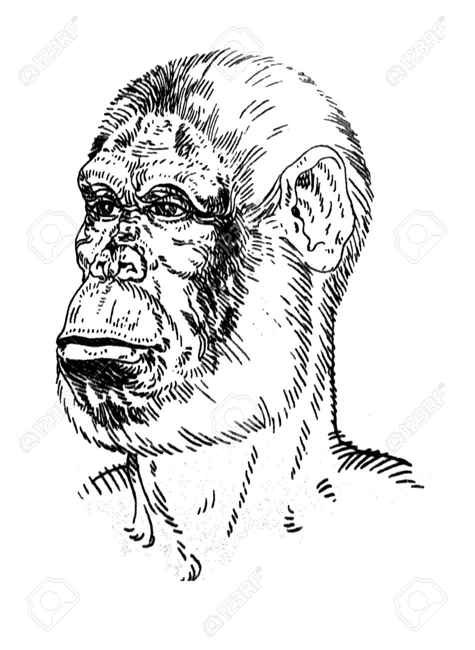 アウストラロピテクスアフリカヌスの肖像画。カタロニア考古学