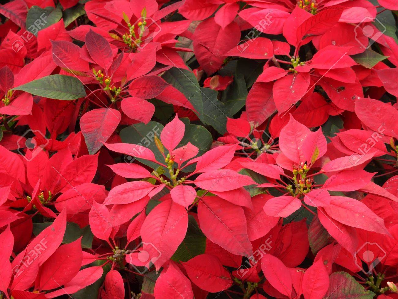 赤のポインセチアの花やクリスマス花の背景 の写真素材 画像素材 Image