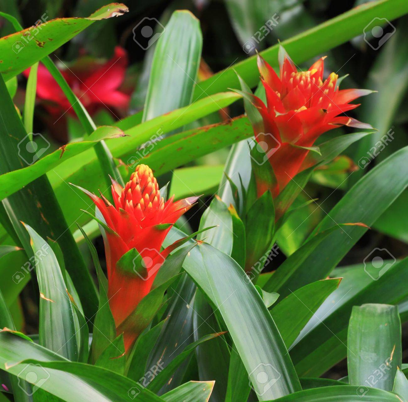 赤いパイナップルの花 Batony 公園 タイのパインアップル花 の写真素材 画像素材 Image