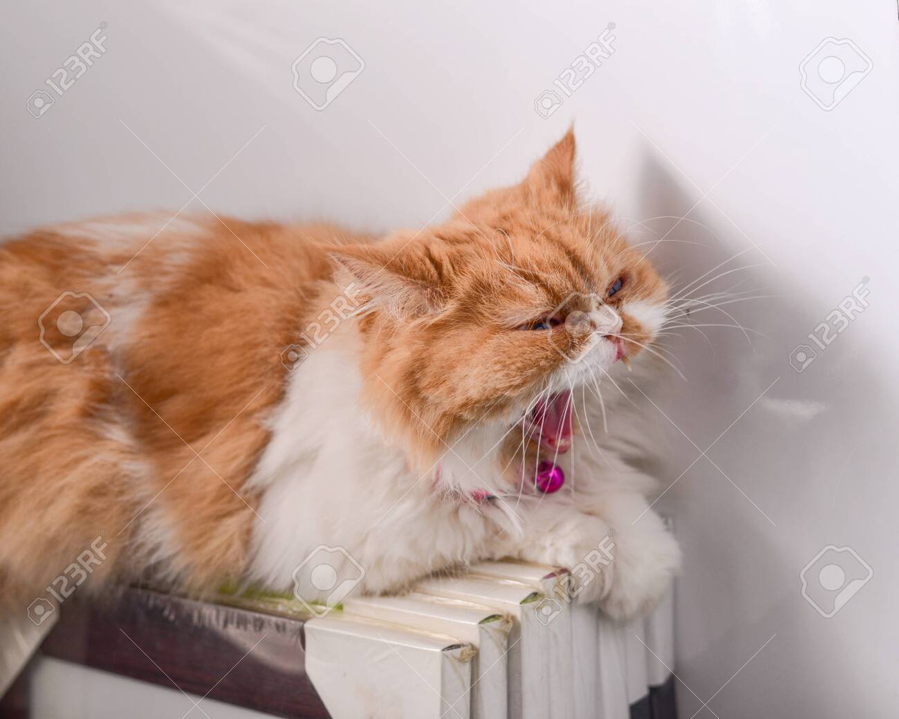 etiam-dictum-ipsum-a-felis