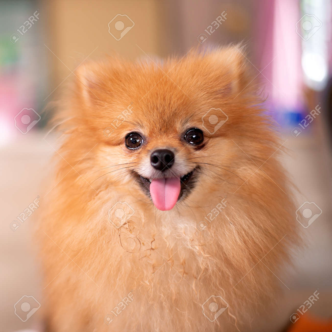 Small Dog, Pomeranian Cute Tongue Sticking, Kids Like It Stock Photo,  Picture and Royalty Free Image. Image 178009947., image size:1300x1300