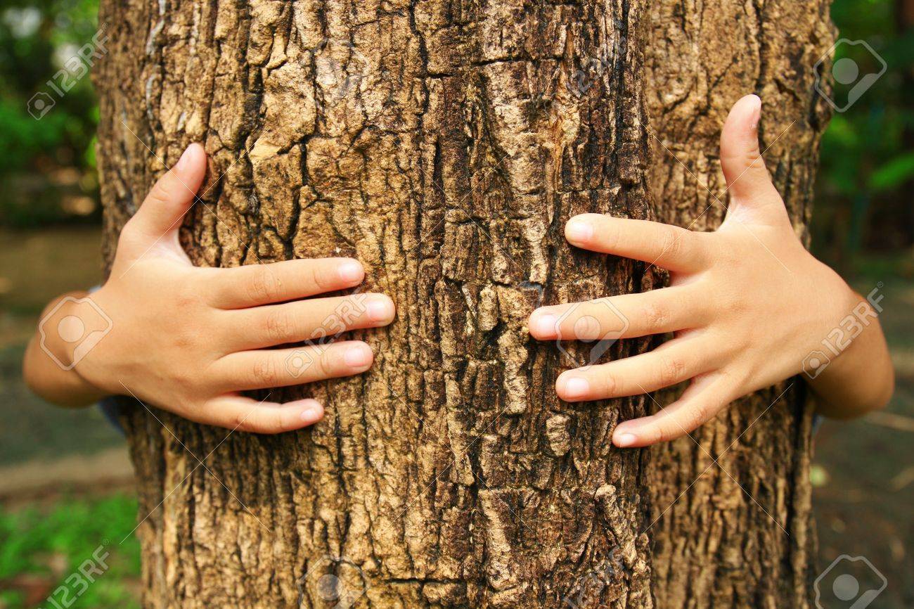 Abrazo Del árbol Fotos Retratos Imágenes Y Fotografía De Archivo Libres De Derecho Image 16499623
