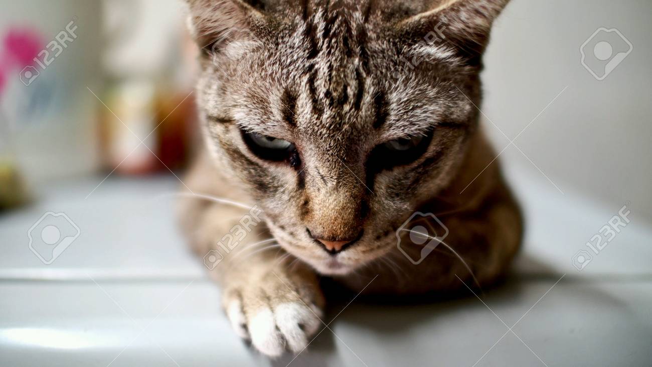 etiam-dictum-ipsum-a-felis