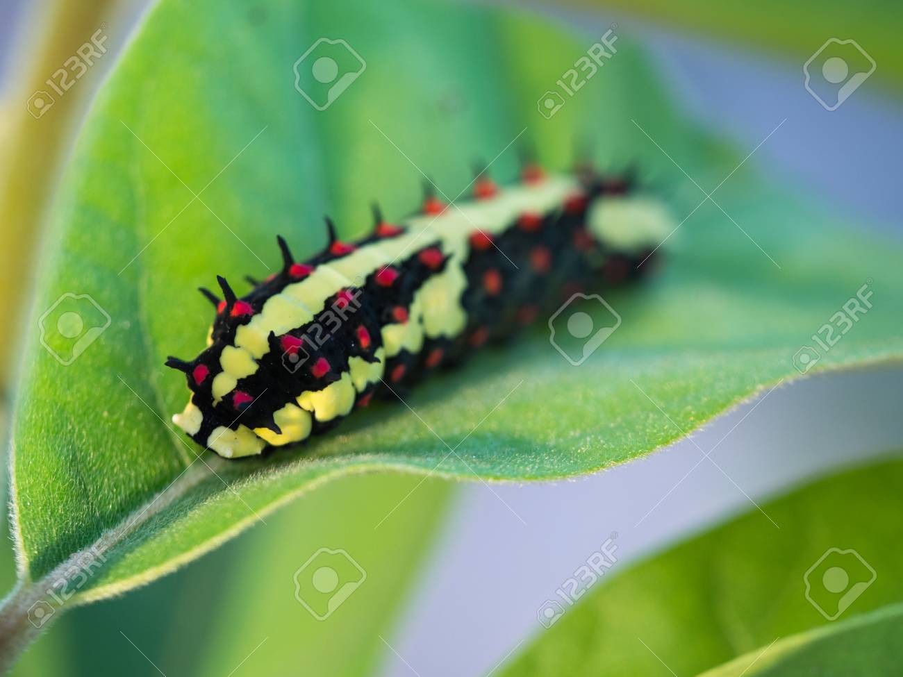 黒と赤の斑点毛虫が葉の上を歩く の写真素材 画像素材 Image 黒と赤の斑点毛虫が葉の上を歩く の写真素材 画像素材 Image