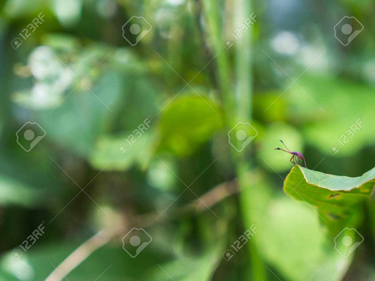 小さな虫の冒険立って優雅にジャングルの中で緑の葉に の写真素材 画像素材 Image