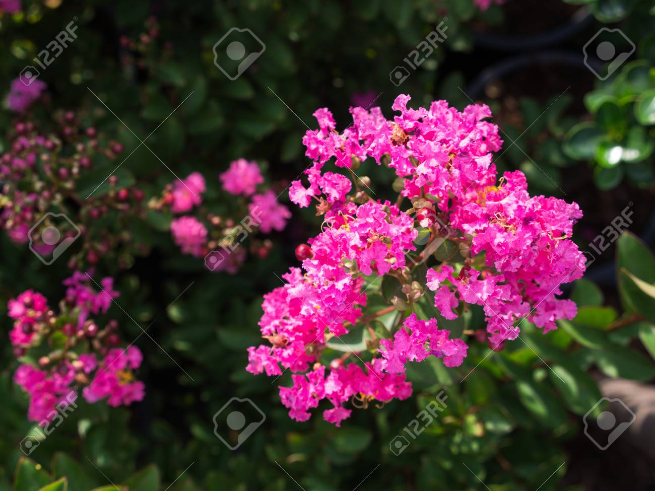 La Fleur De Crêpe Rose Qui Fleurit Dans Le Jardin