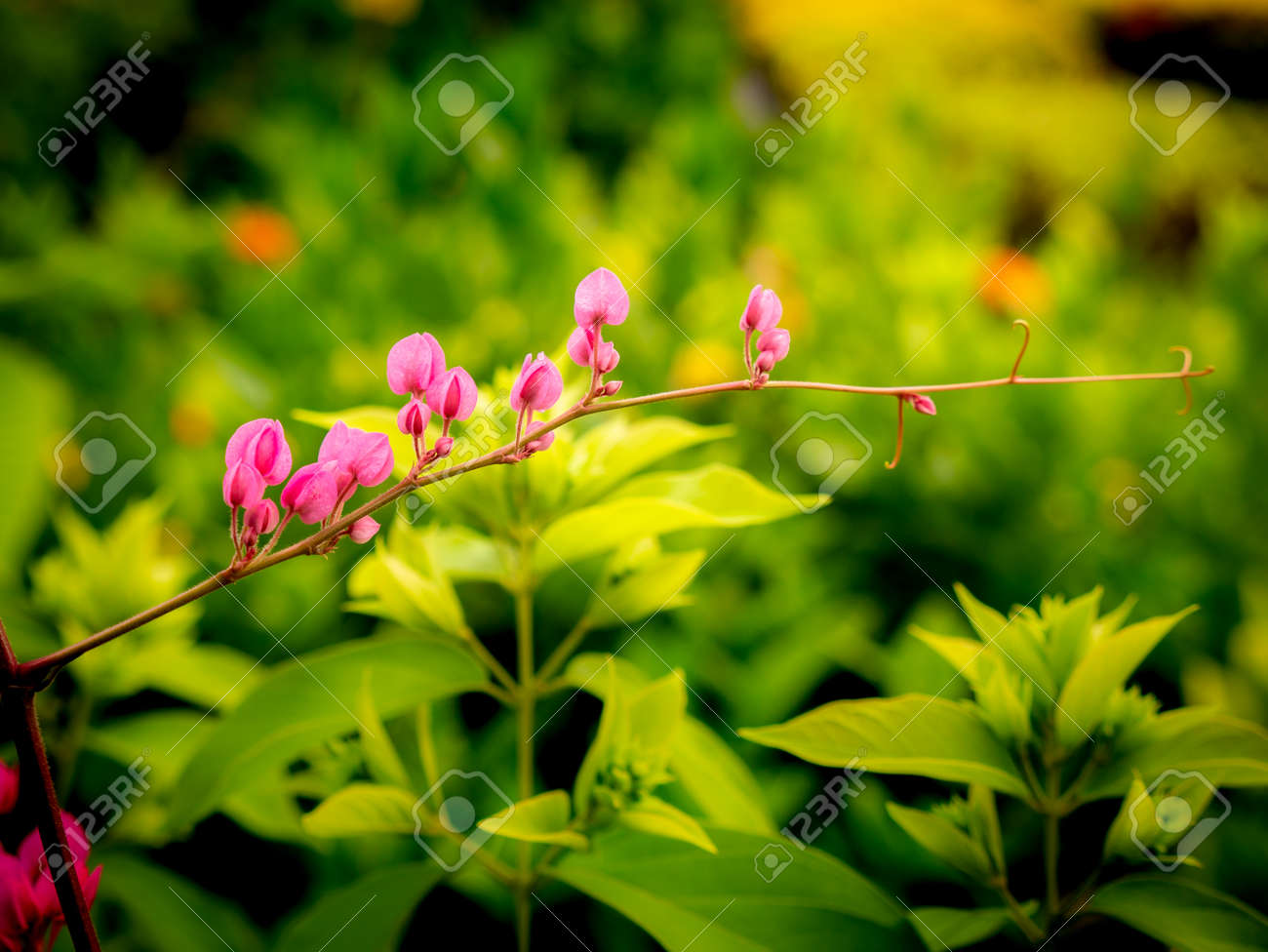 The Bunch Of Chain Of Love Flowers Stacking In The Garden Stock Photo Picture And Royalty Free Image Image 164748356