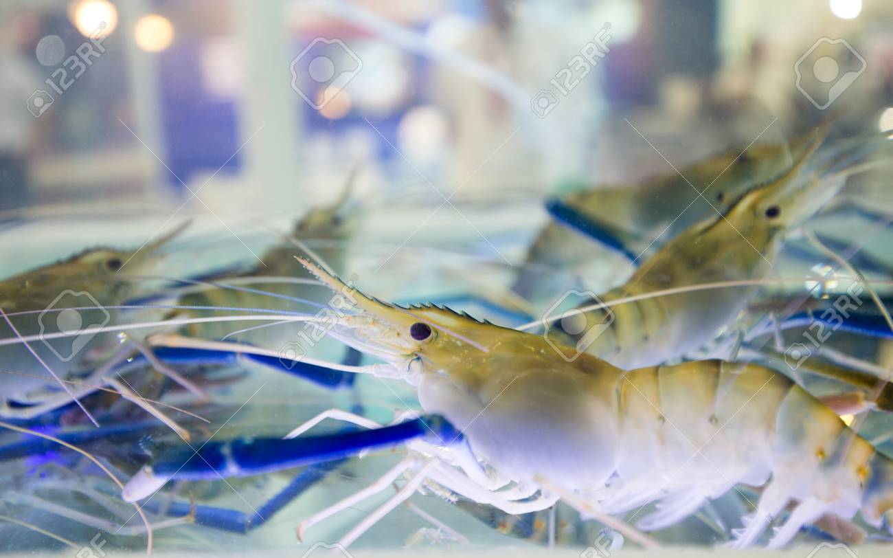 fish tank prawns