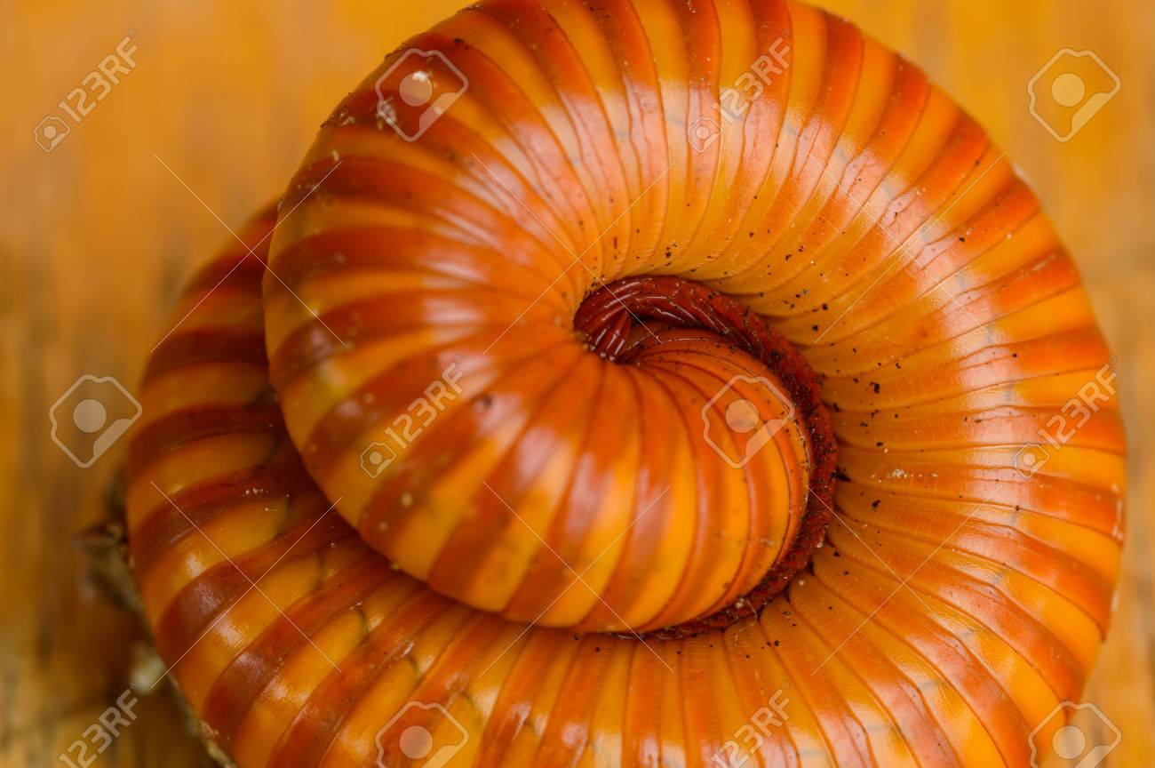 ヤスデは 無脊椎動物のいくつかの種です 胸部や腹部を表示するセグメントの堅いシェル ボディーの長さを分割しないでください の写真素材 画像素材 Image ヤスデは 無脊椎動物のいくつかの種です 胸部や腹部を表示するセグメントの堅いシェル ボディーの長さを分割しないでください の写真素材 画像素材 Image