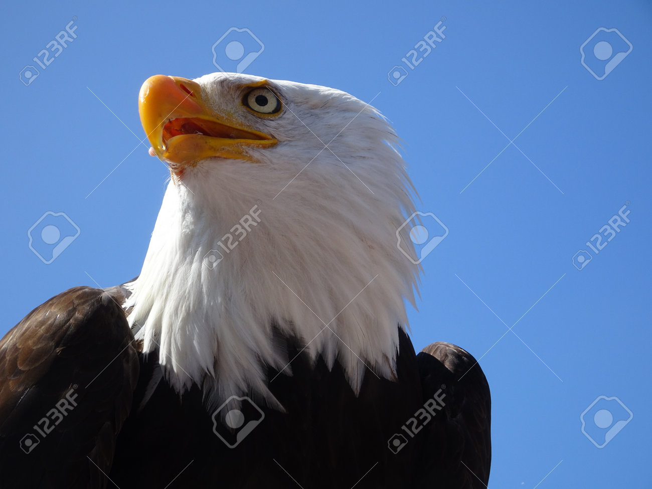 80sビンテージ☆バドワイザービール☆米国購入☆国鳥ホワイトヘッドイーグル白頭鷲 楽天市場】80s バドワイザー ドッグ イラスト プリント Tシャツ メンズ