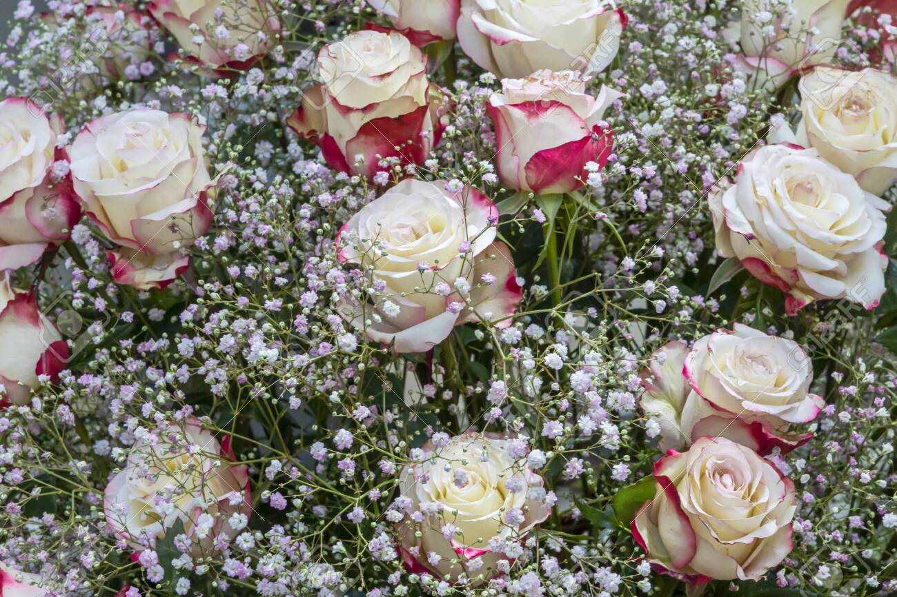 Roses and gypsophila Clearance