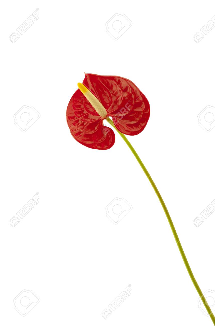 Fleur De Flamant Rose Anthurium Fleur De Flamant Rouge Isolé Sur Fond Blanc