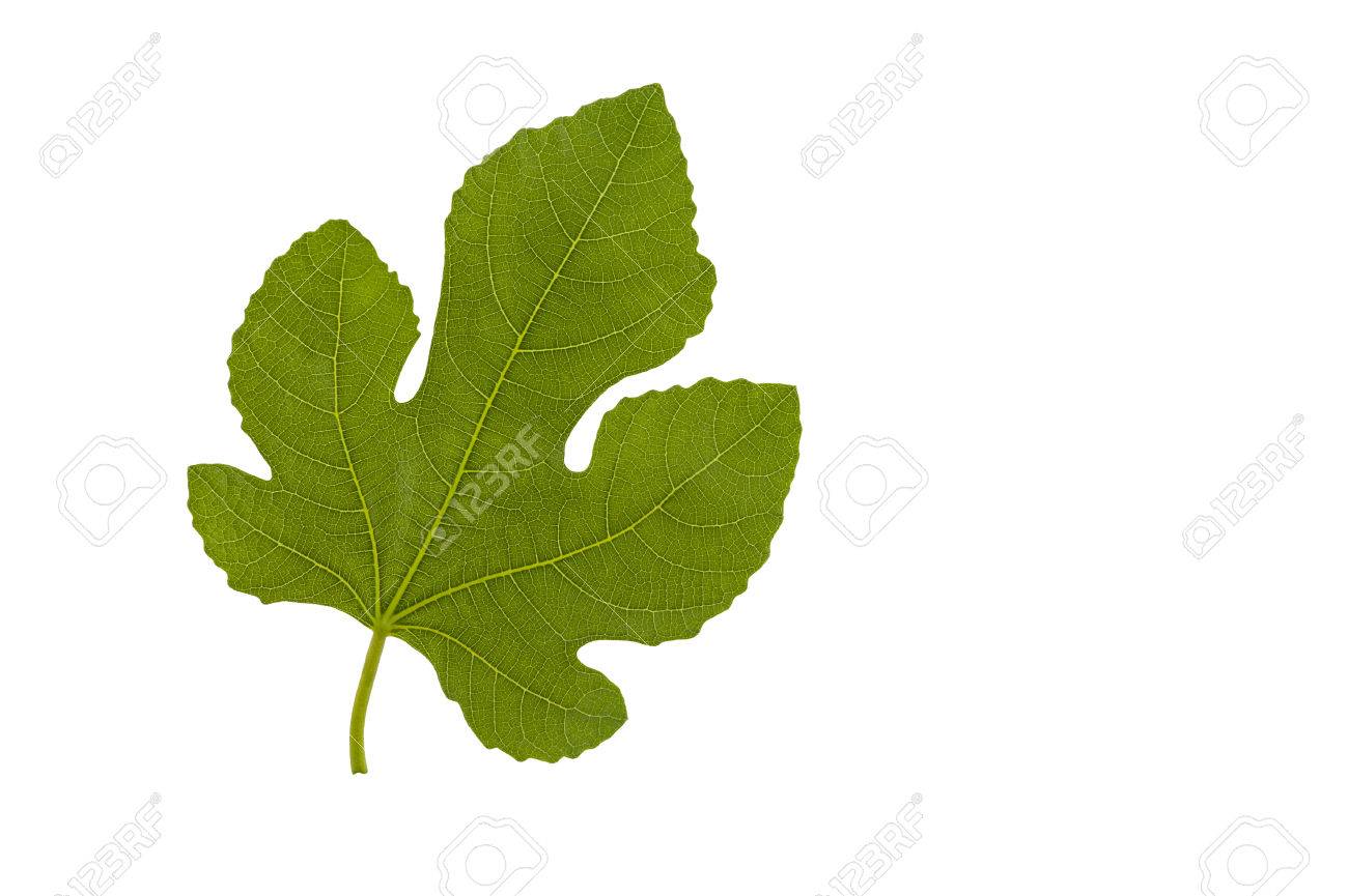 Immagini Stock Foglia Di Fico Foglia Di Fico Isolata Su Una Priorita Bassa Bianca Image