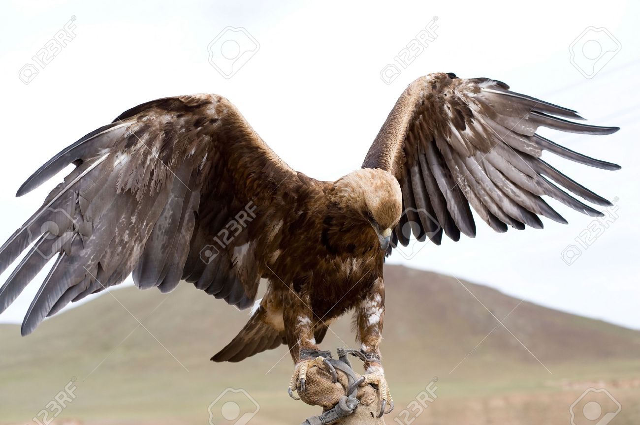 Golden Eagle With Spread Wings On Hand
