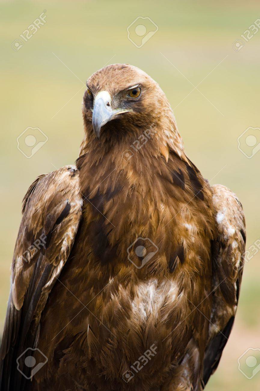 Vertical Portrait Of A Wild Golden Eagle