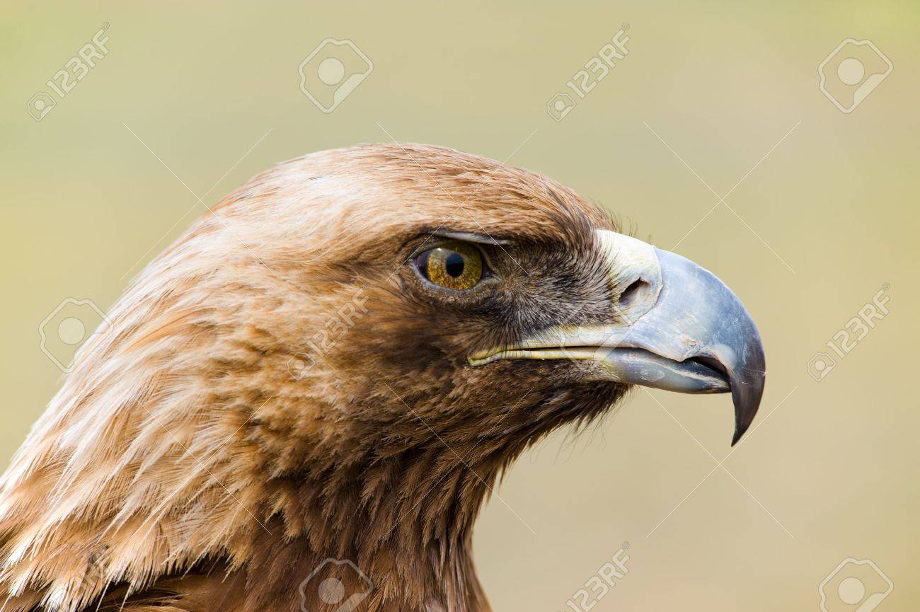 Head Of A Wild Golden Eagle In Close Up