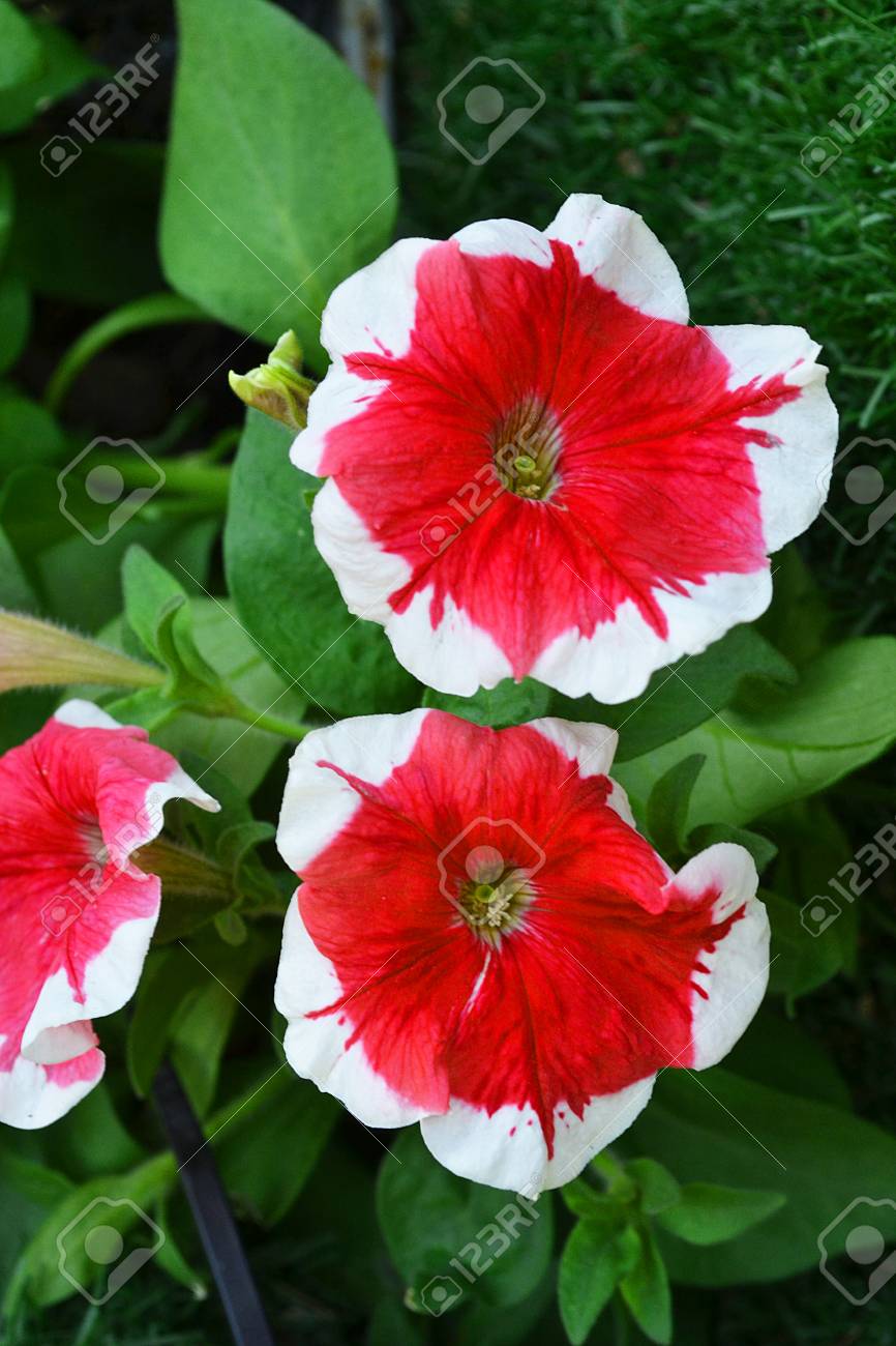 赤と白の花の写真素材・画像素材 Image 24497219