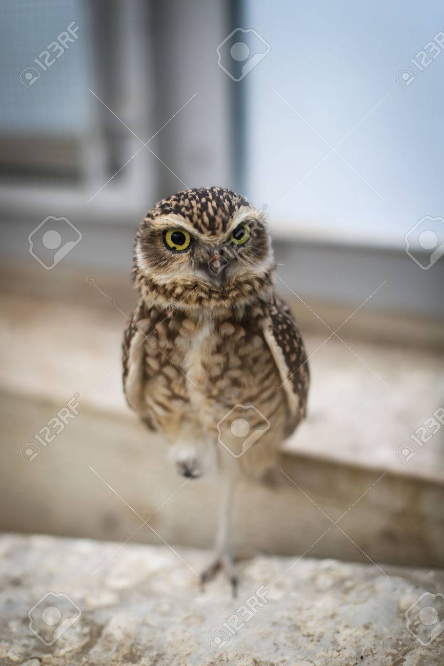 美しい茶色フクロウ鳥片足立ち保持 の写真素材 画像素材 Image