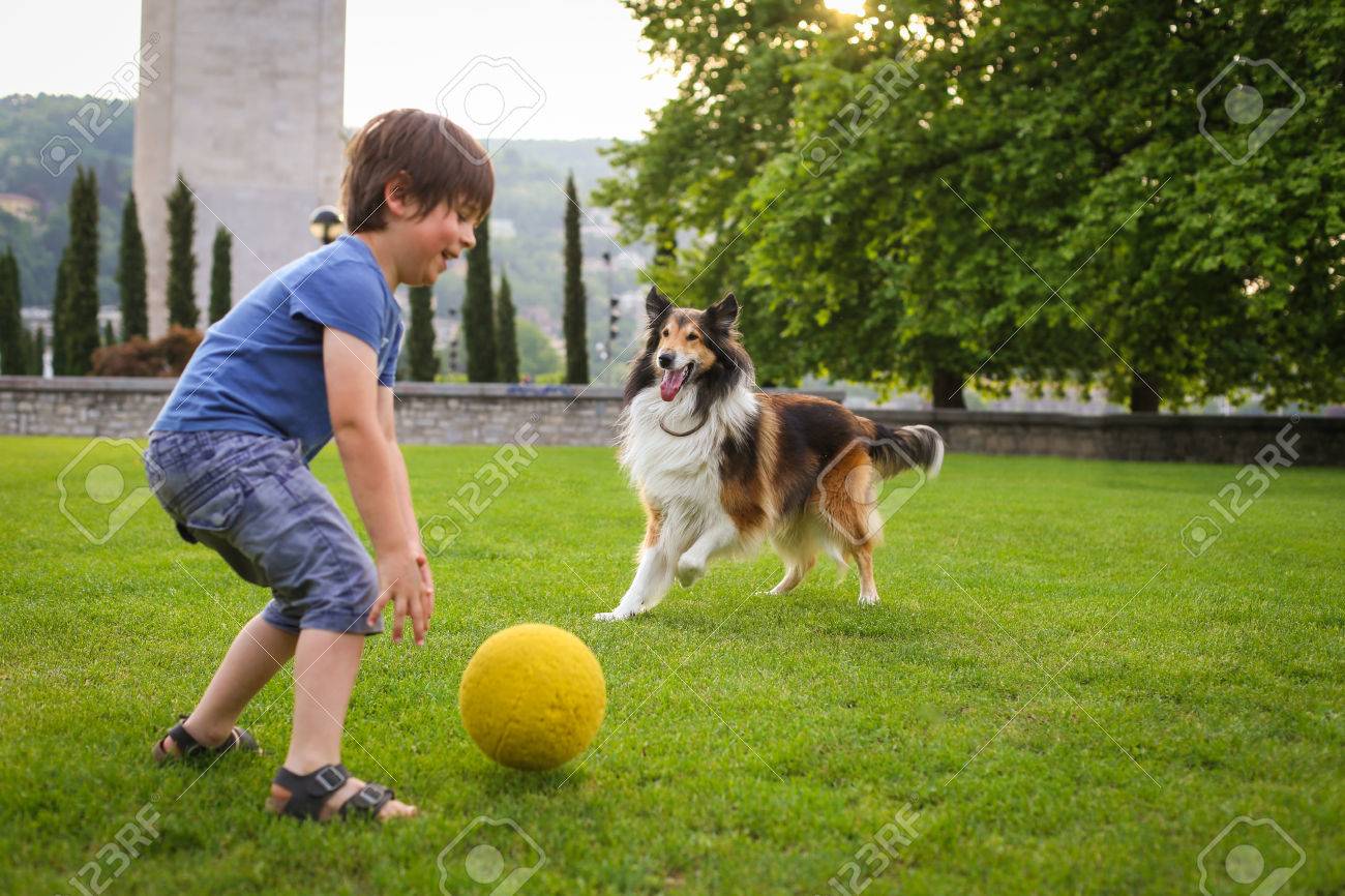 dog play ball