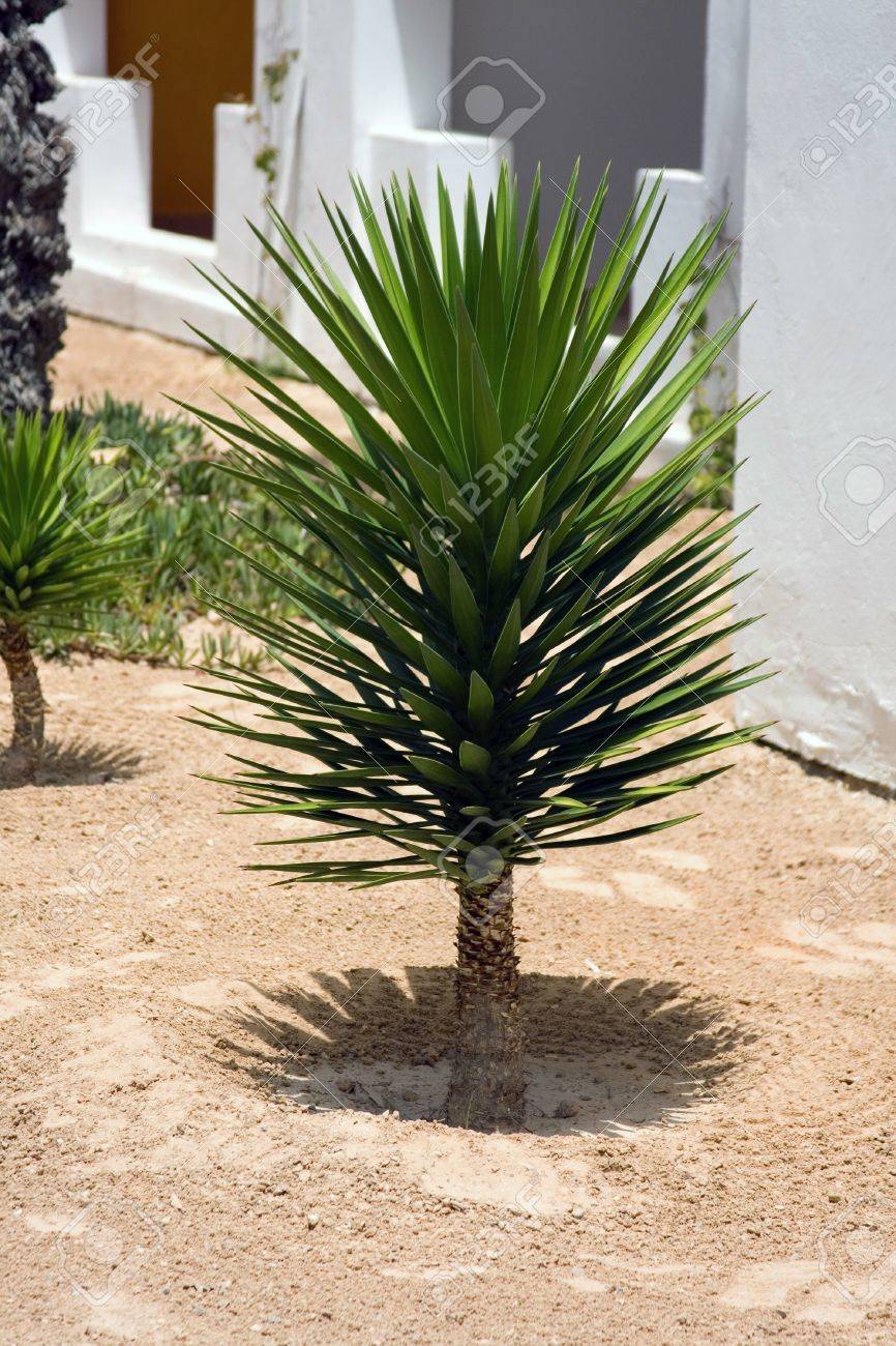 Small Palm Tree In The Garden Stock Photo Picture And Royalty