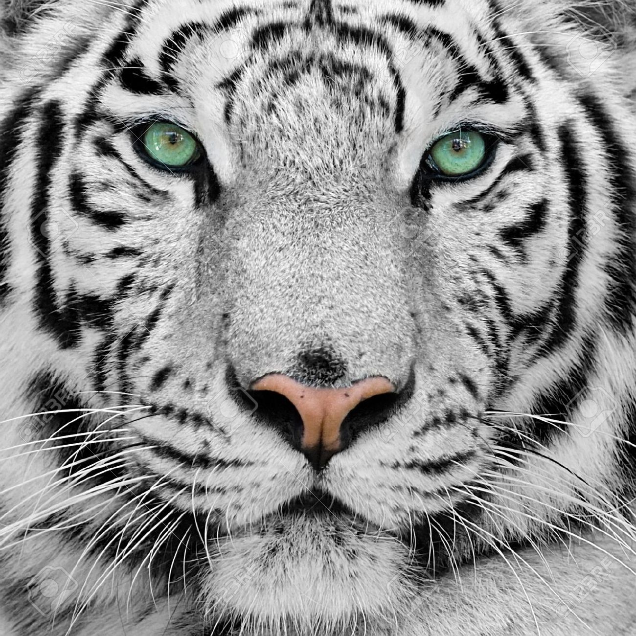 Big White Tiger Close Up Portrait Stock Photo Picture And Royalty