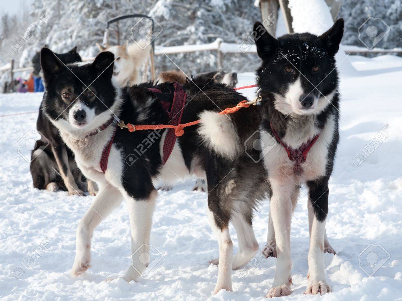 雪の上に立ってチュクチ ハスキー犬のそり犬 の写真素材 画像素材 Image 雪の上に立ってチュクチ ハスキー犬のそり犬 の写真素材 画像素材 Image