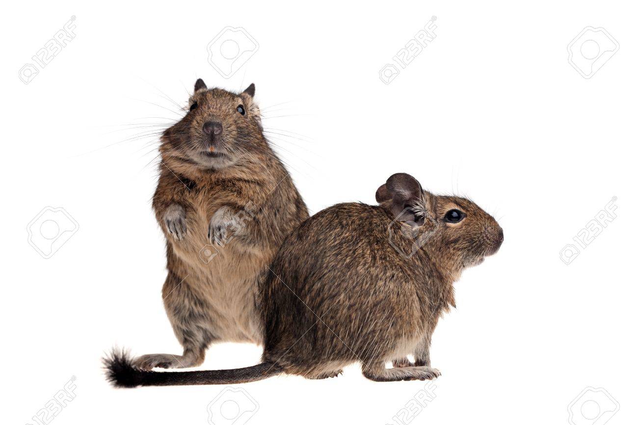 白で隔離される 2 つのチリ ラット デグー の写真素材 画像素材 Image