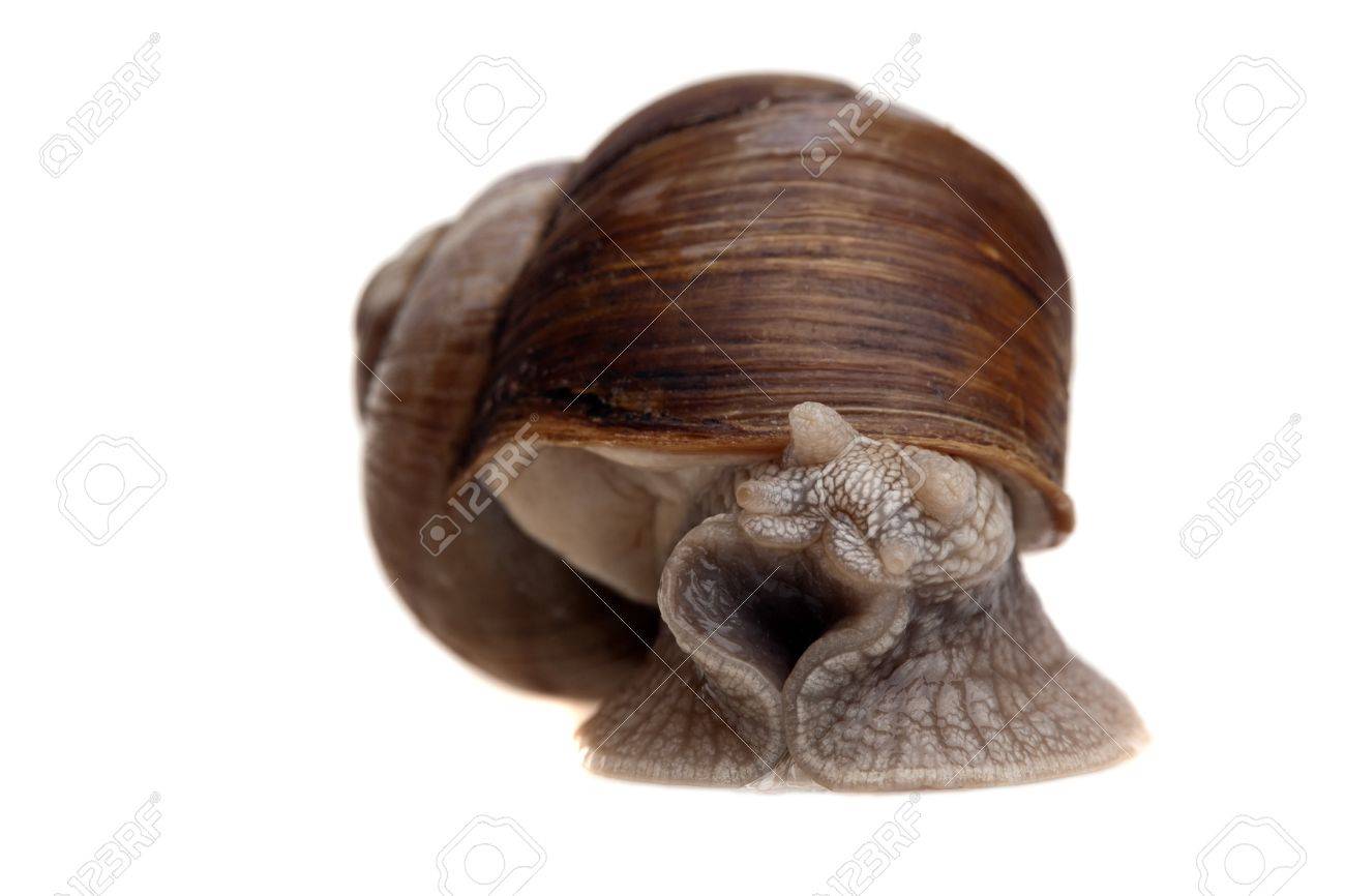 https://previews.123rf.com/images/wildcat78/wildcat781112/wildcat78111200031/11580156-full-length-closeup-snail-portrait-isolated-on-white.jpg