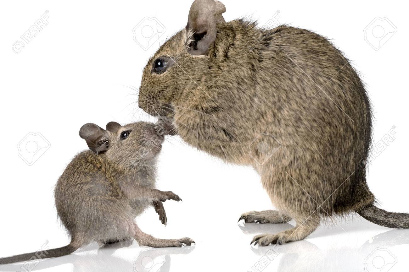 degu rodent