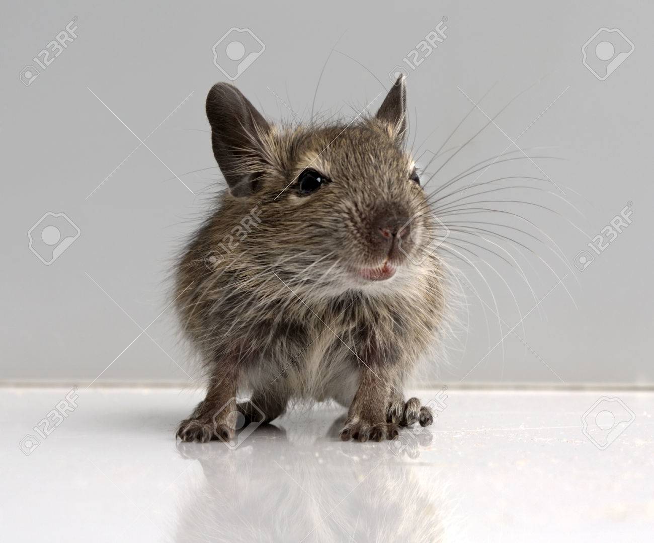 Avant Petit Bebe Souris Vue Pleine Grandeur Gros Plan Sur Fond Neutre Banque D Images Et Photos Libres De Droits Image