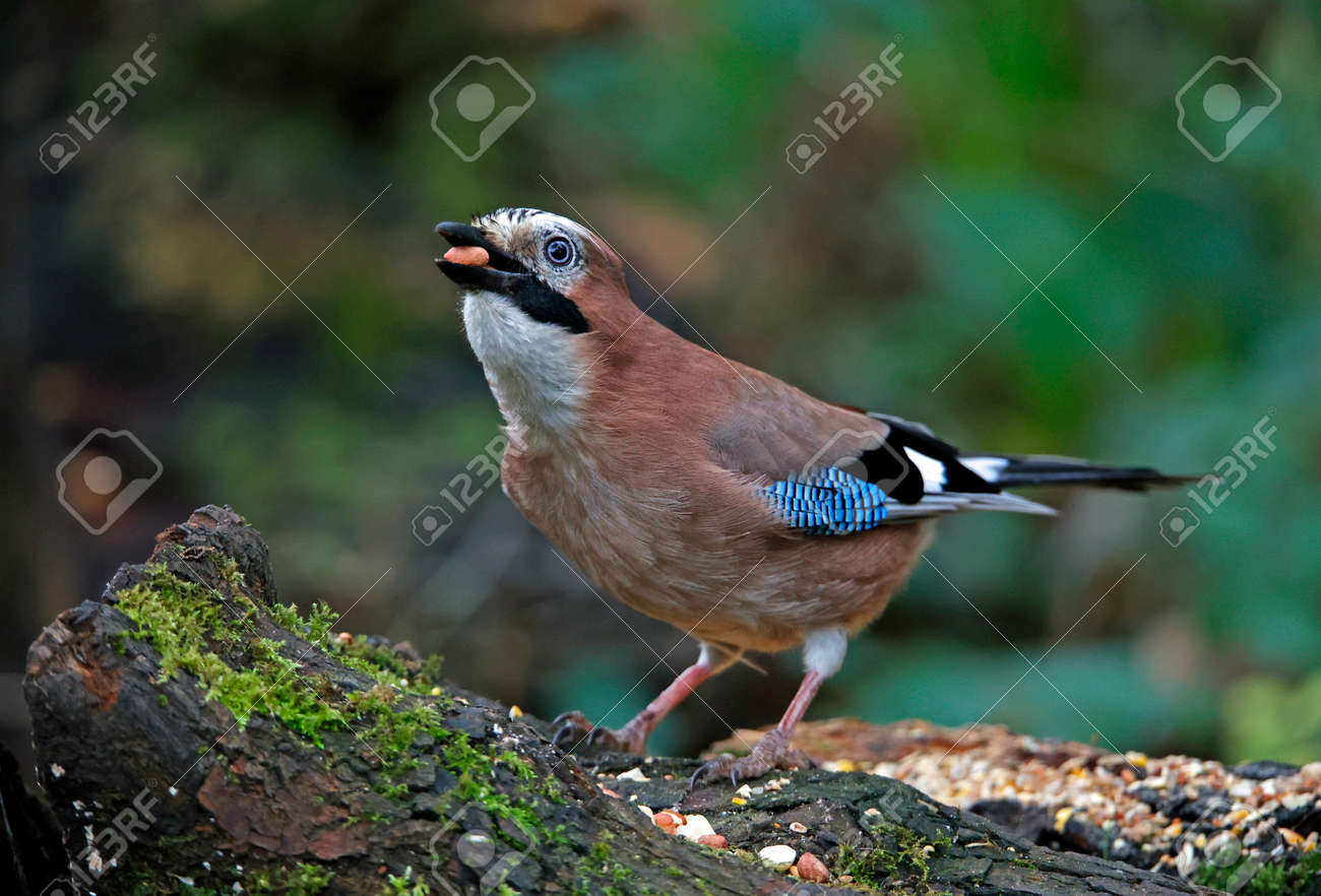 etiam-dictum-ipsum-a-felis