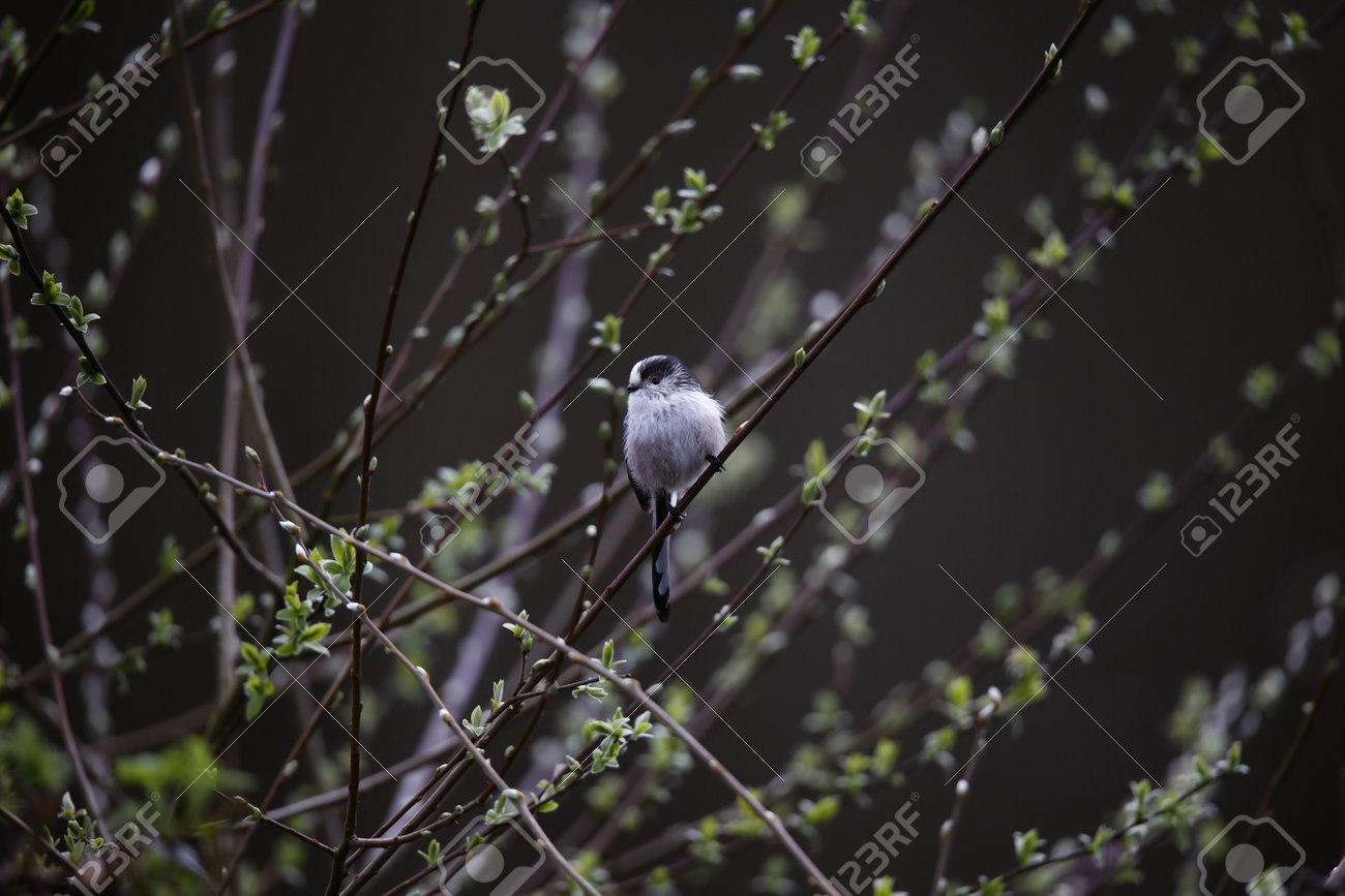 etiam-dictum-ipsum-a-felis