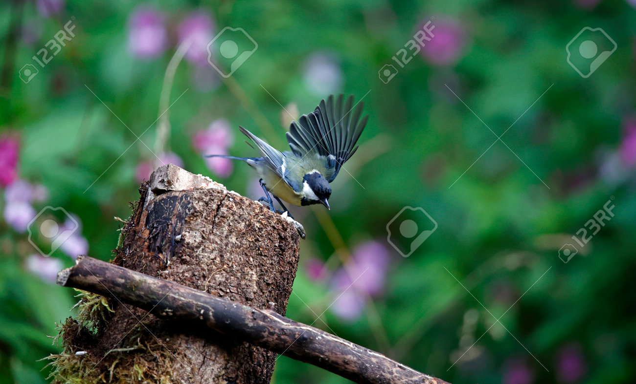 etiam-dictum-ipsum-a-felis