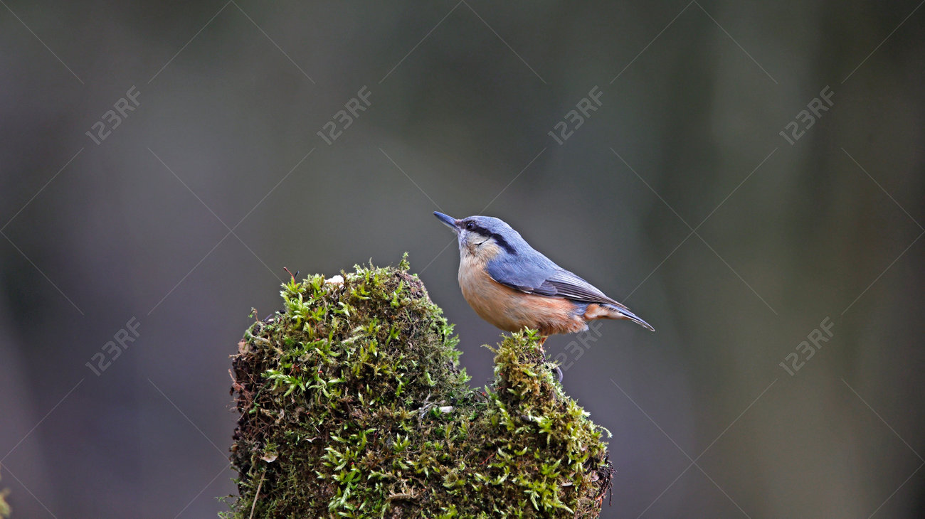 etiam-dictum-ipsum-a-felis