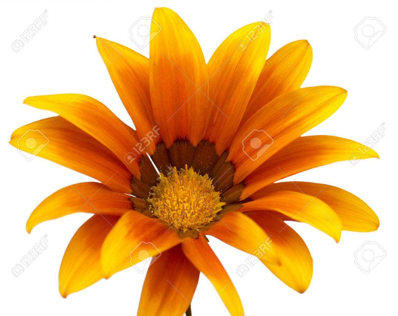 Fleur Jaune Rouge Comme Une Marguerite Blanche Sur Isolées