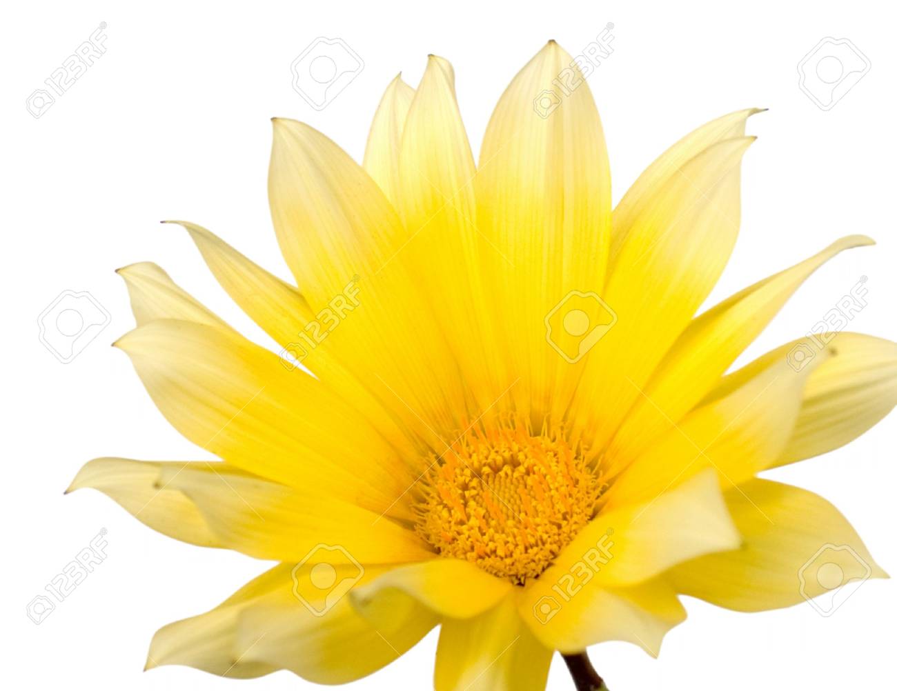 Fleur Jaune Comme Une Marguerite Isolé Sur Blanc