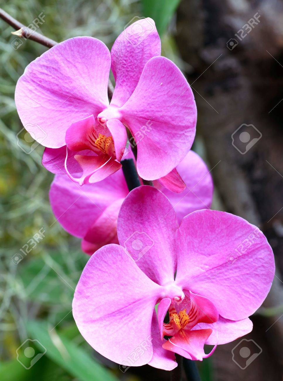 Hermosas Flores De Color Magenta Orquideas Cluster Macro Fotos