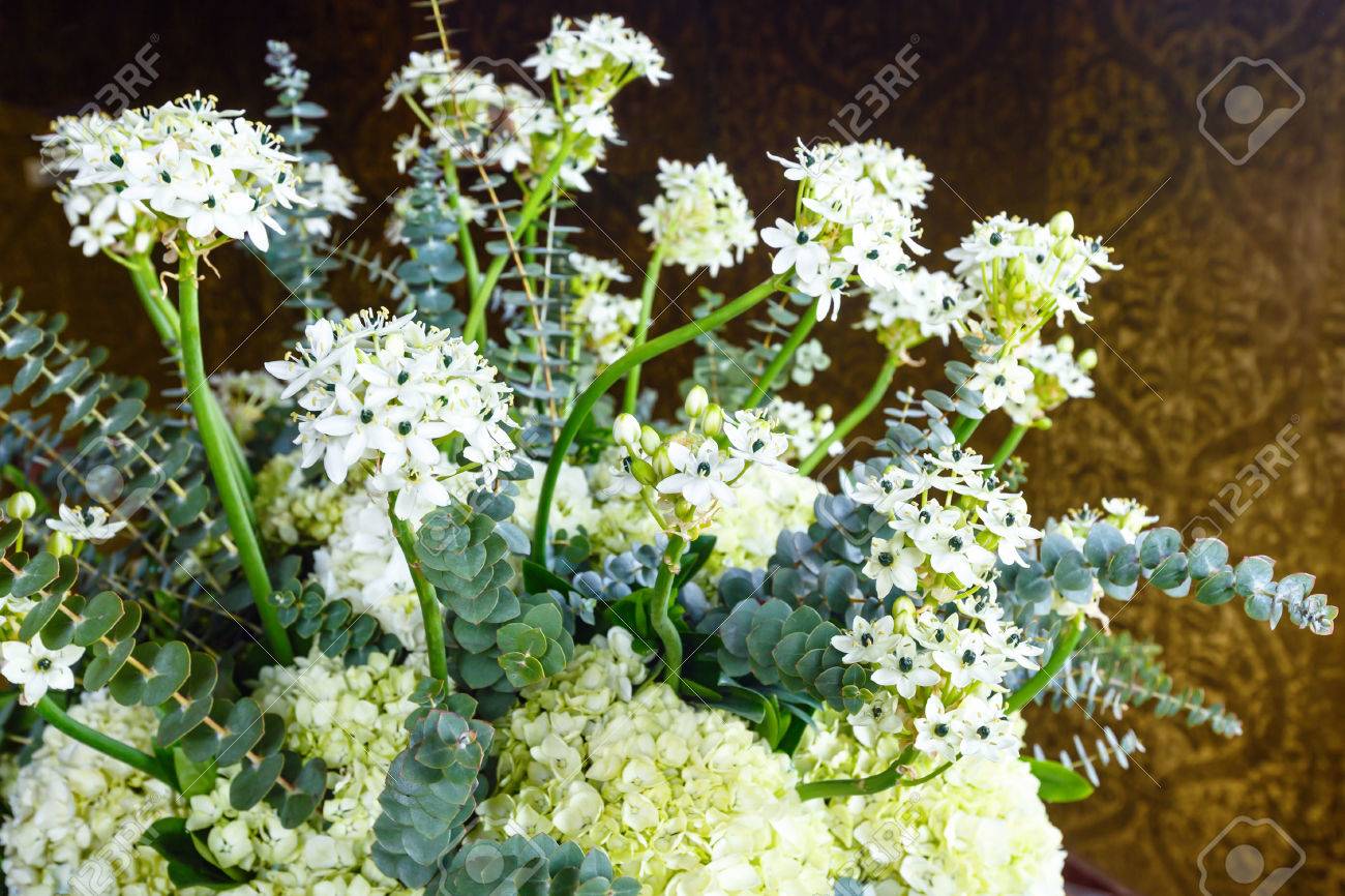 Wonderful Plant With Small White Flowers Indoor Stock Photo Picture And Royalty Free Image Image 3094