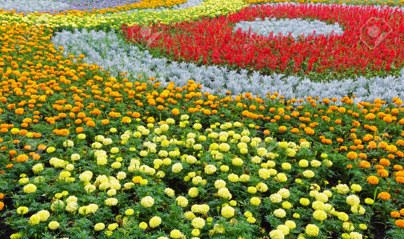 マリーゴールド植物 花壇にサルビア 緋色のオレンジ色と黄色の花 夏の背景 の写真素材 画像素材 Image マリーゴールド植物 花壇にサルビア 緋色のオレンジ色と黄色の花 夏の背景 の写真素材 画像素材 Image