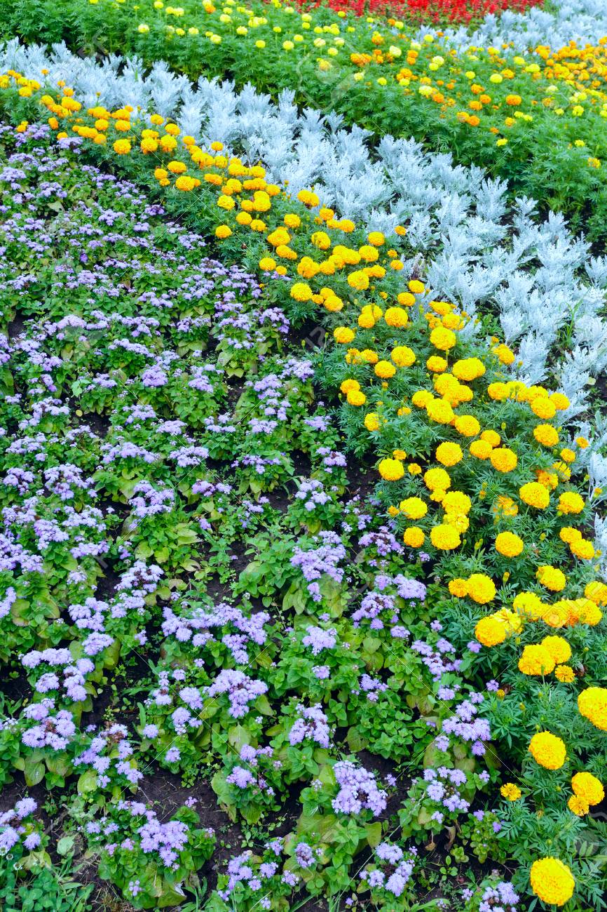 花壇にマリーゴールド植物と青花の黄色の花 夏の背景 の写真素材 画像素材 Image 花壇にマリーゴールド植物と青花の黄色の花 夏の背景 の写真素材 画像素材 Image