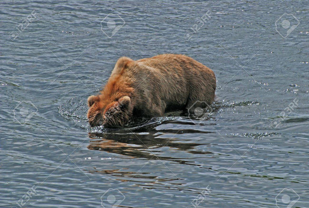ハイイログマ コディアック島フレーザー川で魚を探しています の写真素材 画像素材 Image