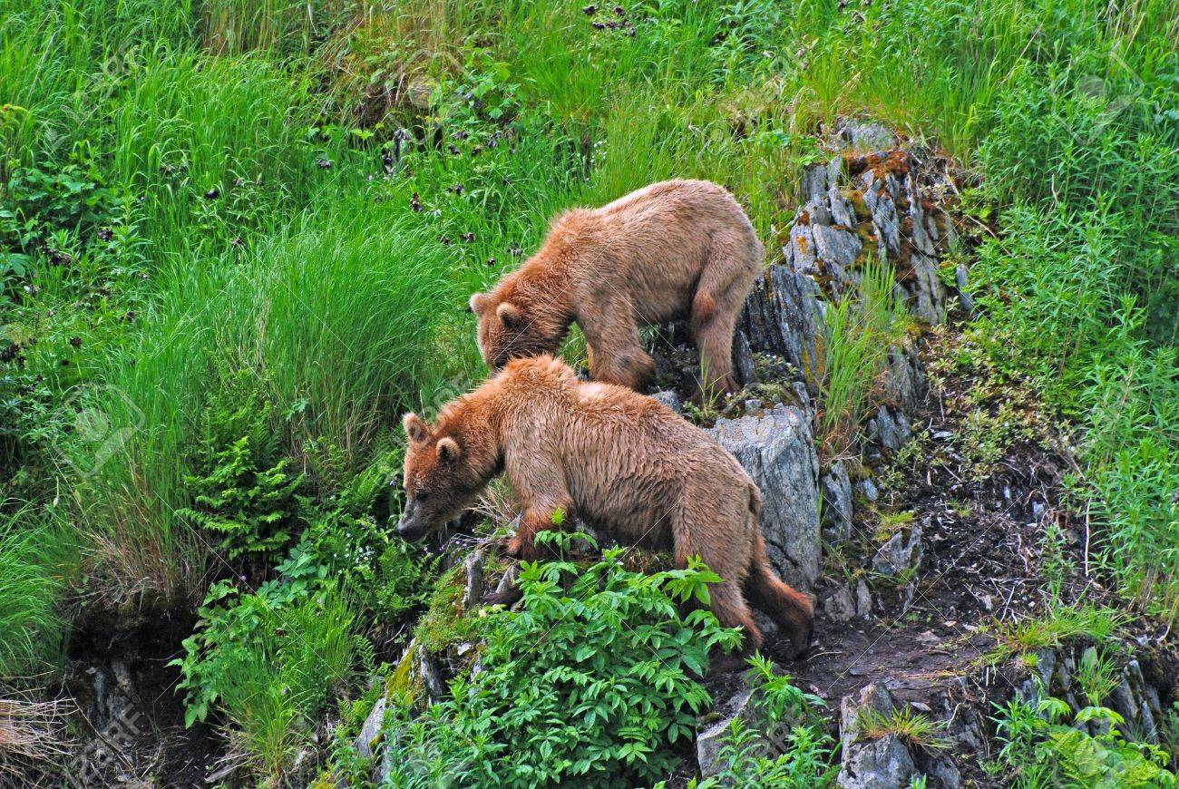 コディアック島の大きい男性を見て 2 つのコディアック熊 の写真素材 画像素材 Image