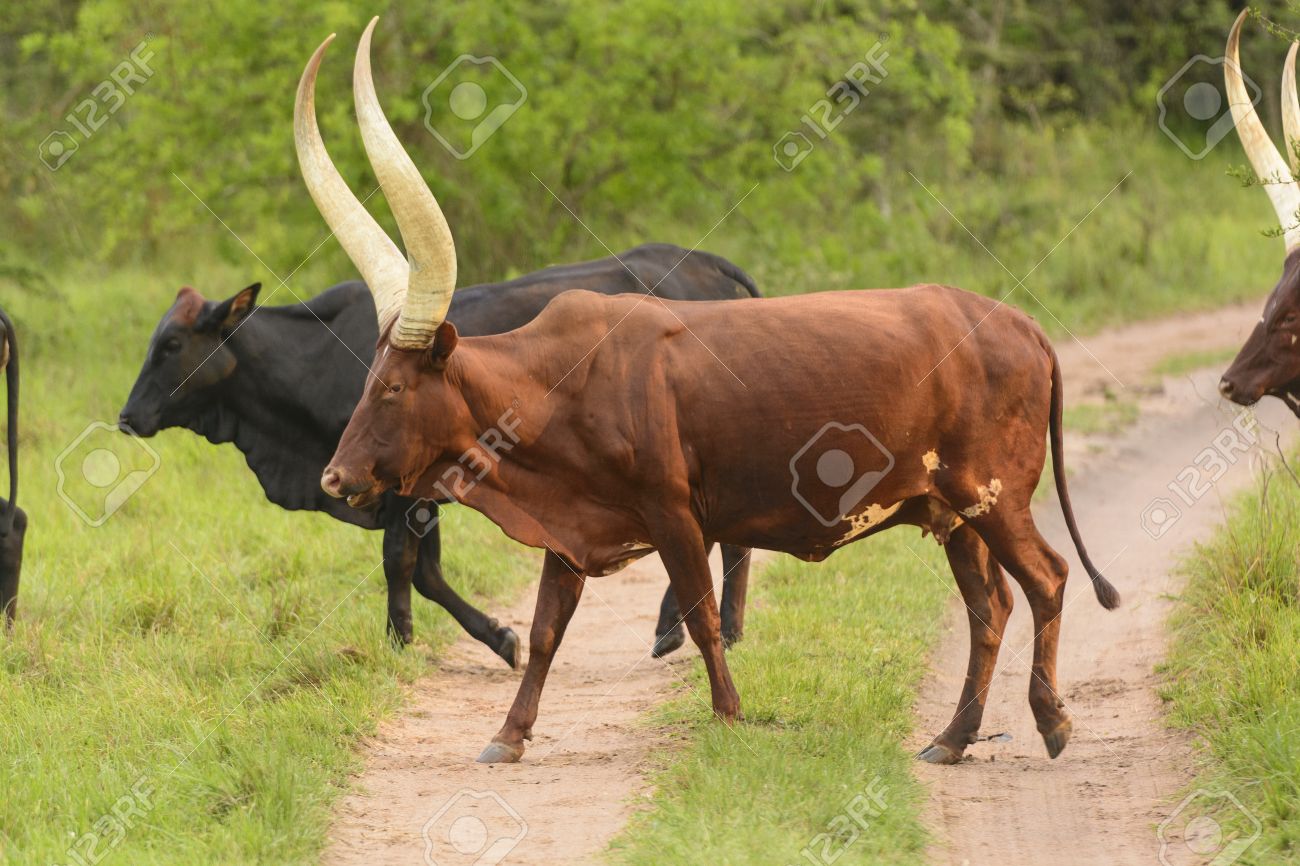 ウガンダの農村道路を横断アンコーレ王国牛 の写真素材 画像素材 Image
